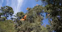 Monarch butterflies, El Rosario Butterfly Sanctuary, Mexico.