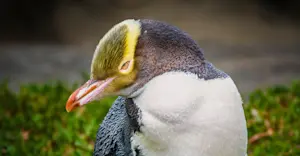 Yellow-eyed Penguin, Otago Peninsula, New Zealand.