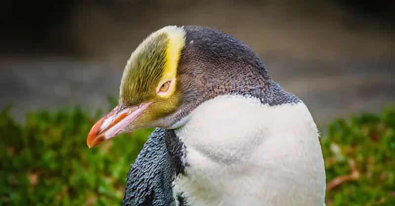 Yellow-eyed Penguin, Otago Peninsula, New Zealand.