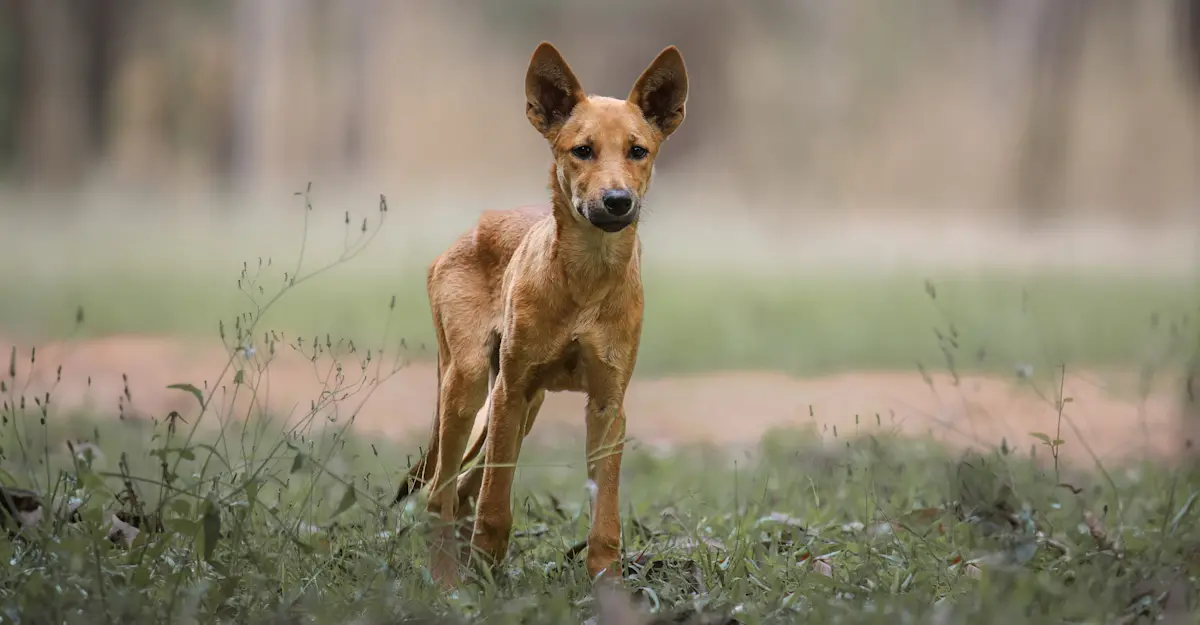 Dingo, Kakadu National Park, Australia.