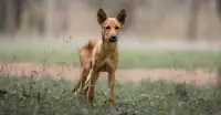 Dingo, Kakadu National Park, Australia.