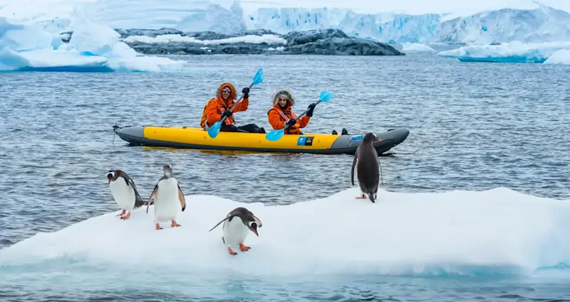 Kayaking with gentoo penguins, Cuverville Island, Antarctica.