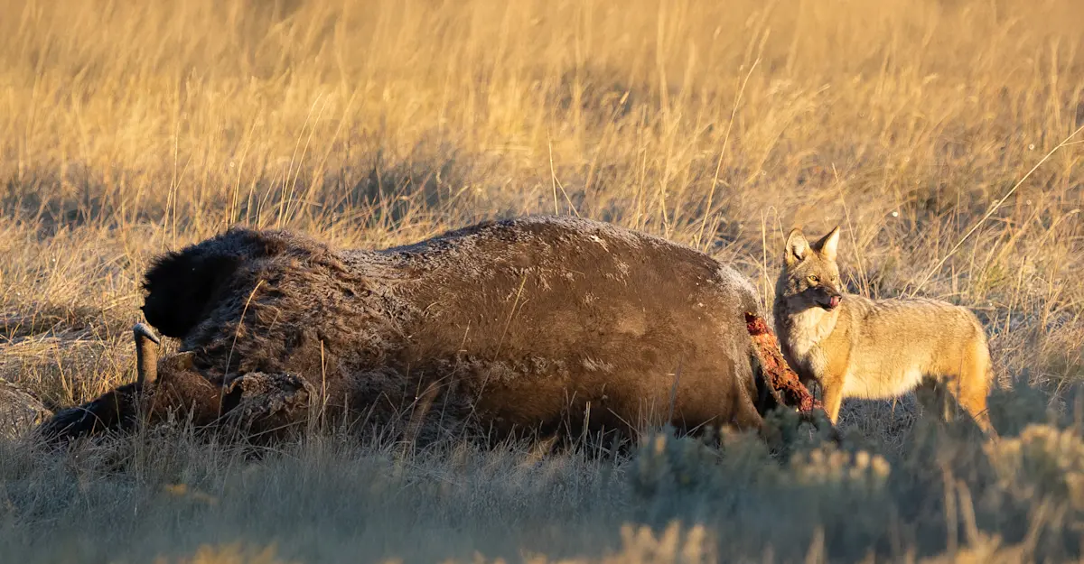 Coyote eating a bison, Yellowstone National Park.