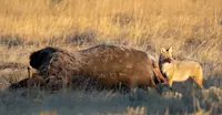 Coyote eating a bison, Yellowstone National Park
