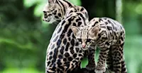 Margays, Monteverde Cloud Forest, Costa Rica.