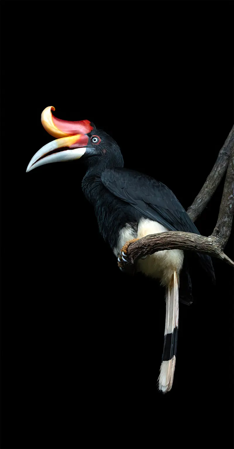 Rhinoceros Hornbill, Borneo
