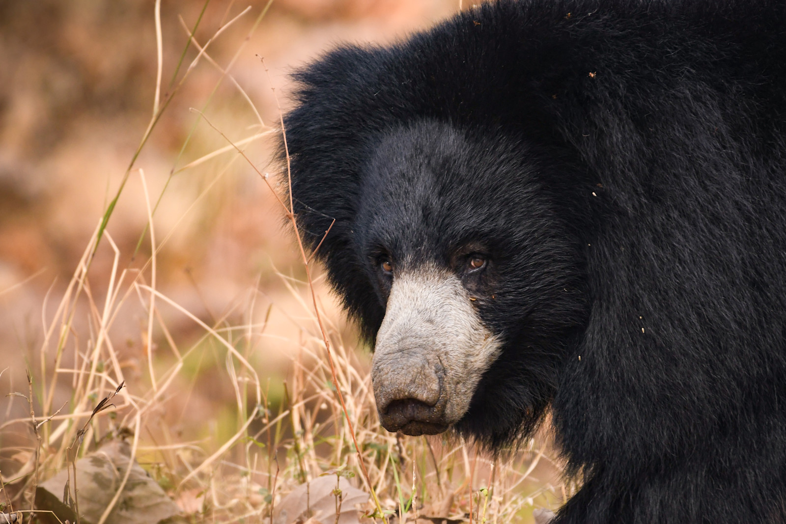Sloth bear, Bandhavgarh National Park, India.