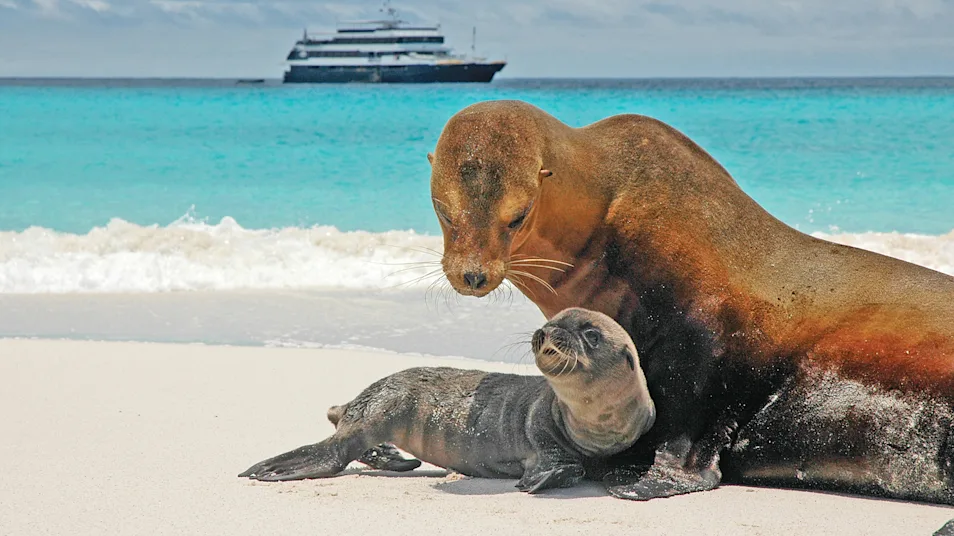 A mother sea lion looks at her baby on the beach with a ship in the background in the Galapagos Islands