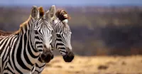 Zebras, Private Mara Conservancy, Kenya.