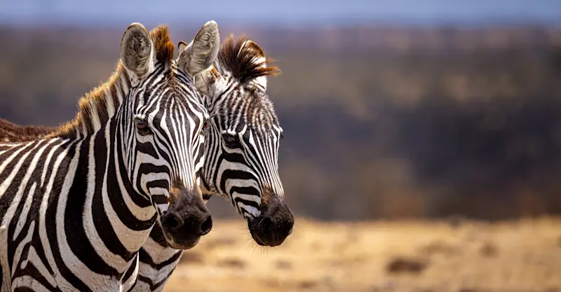 Zebras, Private Mara Conservancy, Kenya.