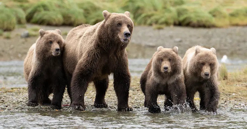 Brown bear with cubs, Katmai National Park & Preserve, Alaska.