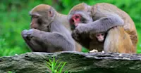 Rhesus macaques, Wild Panda Nature Reserve, China