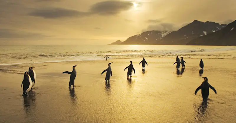 King penguins, St. Andrews Bay, South Georgia Island.