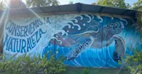Earned a great respect for turtle conservation in Costa Rica. 