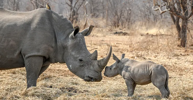 Rhinos, Mosi-oa-Tunya National Park, Botswana.