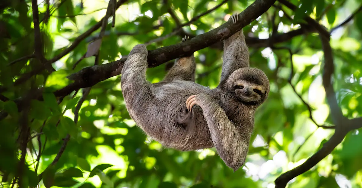 Three-toed sloth, Bijagua Rainforest Garden, Costa Rica.