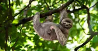 Three-toed sloth, Bijagua Rainforest Garden, Costa Rica.