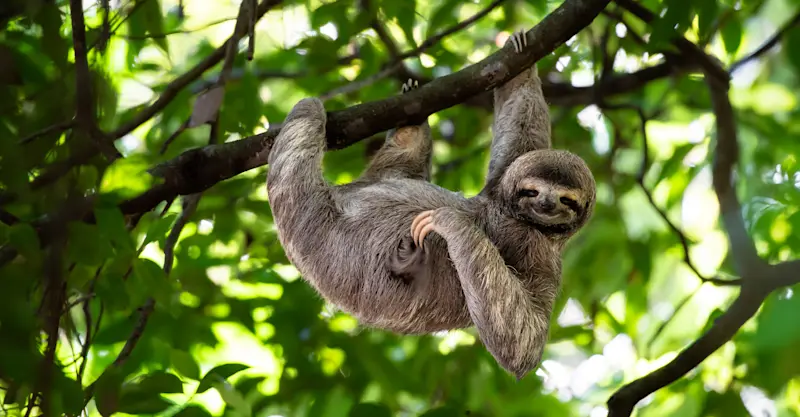 Three-toed sloth, Bijagua Rainforest Garden, Costa Rica.