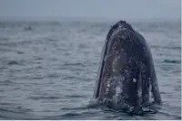 In awe of natures beauty surfacing in Baja, Mexico.