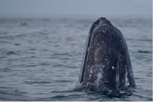 In awe of natures beauty surfacing in Baja, Mexico.