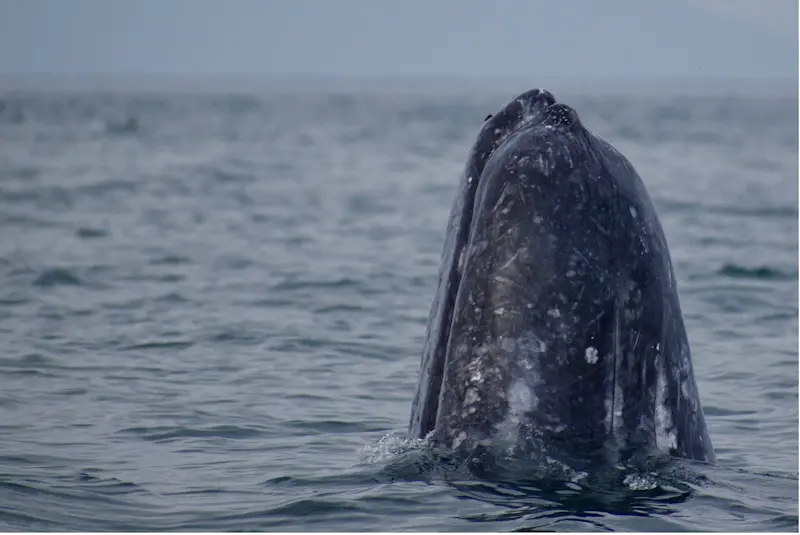In awe of natures beauty surfacing in Baja, Mexico.