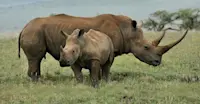 White rhinos, Nairobi National Park, Kenya.