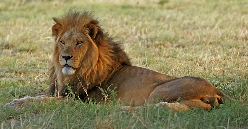 Lion, Manyeleti Game Reserve, South Africa.