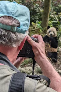 Giant panda, Wild Panda Nature Reserve, China.