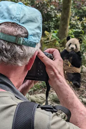 Giant panda, Wild Panda Nature Reserve, China.
