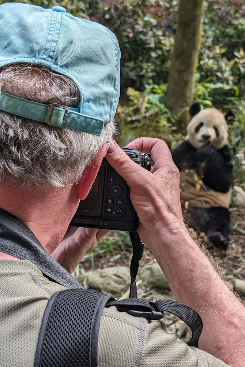Giant panda, Wild Panda Nature Reserve, China.