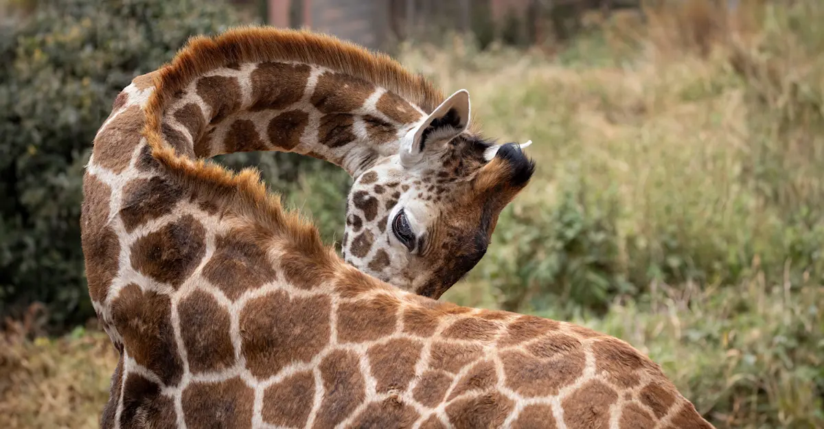 Giraffe, Private Mara Conservancy, Kenya.
