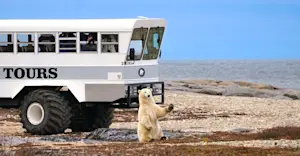 Polar bear outside our Polar Rover, Churchill, Manitoba, Canada. 