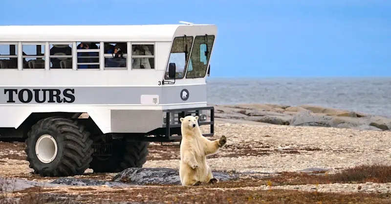 Polar bear outside our Polar Rover, Churchill, Manitoba, Canada. 
