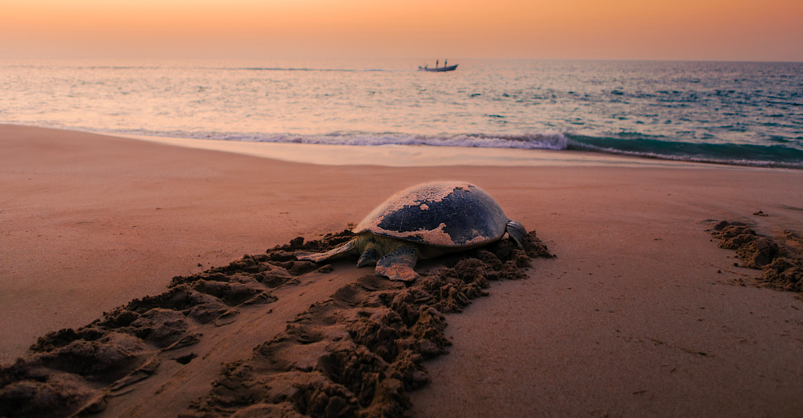 EW-CR-SeaTurtle-Sunset-Shore-AdobeStock 1888198534