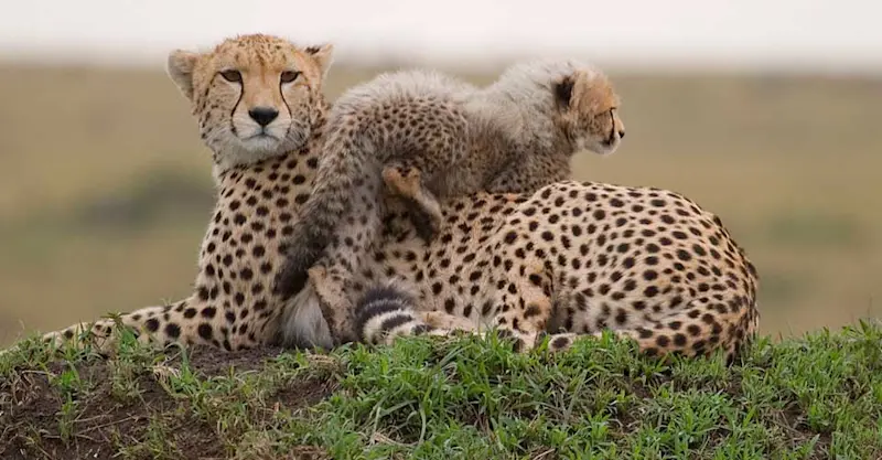 African cheetah, Maasai Mara National Reserve, Kenya.