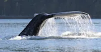 Humpback whale fluke, Kitimat Arm, British Columbia. 