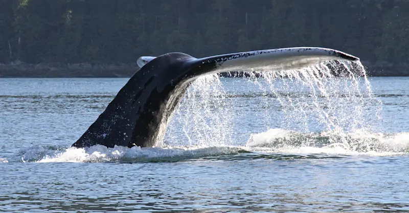 Humpback whale fluke, Kitimat Arm, British Columbia. 