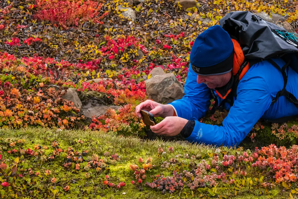 Guest, Romer Fjord, Greenland.