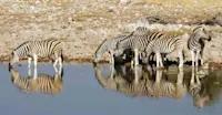 Burchell's zebras, Etosha National Park, Namibia.