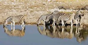 Burchell's zebras, Etosha National Park, Namibia.