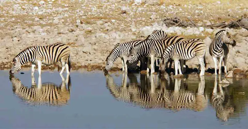 Burchell's zebras, Etosha National Park, Namibia.
