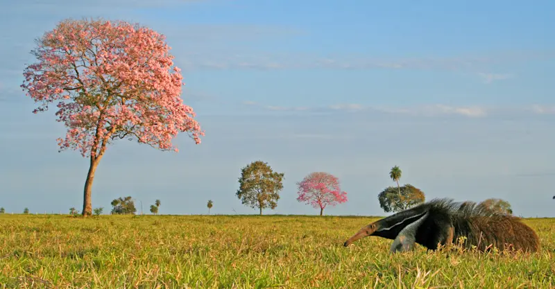 Giant anteater, Pantanal, Brazil.