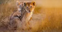 Lion cubs, Northern Serengeti, Tanzania.