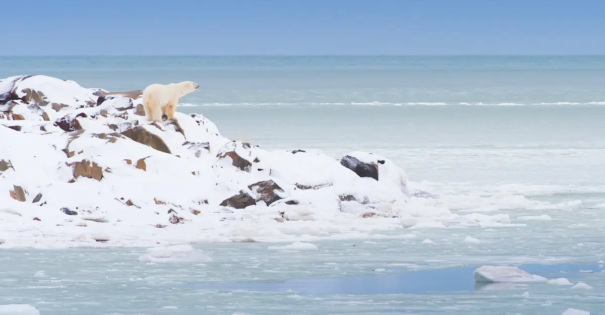 Polar bear at Hudson Bay, Churchill, Manitoba.