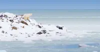 Polar bear at Hudson Bay, Churchill, Manitoba.