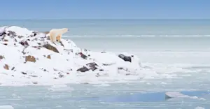 Polar bear at Hudson Bay, Churchill, Manitoba.