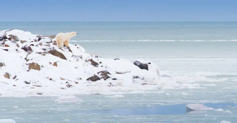 Polar bear at Hudson Bay, Churchill, Manitoba.