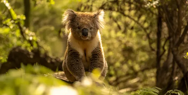 Image of Australia & New Zealand Adventures
