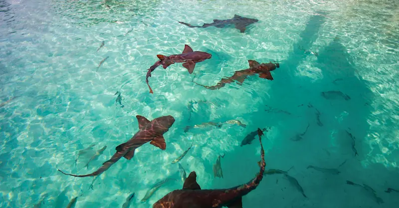 Sharks off to the boat, Belize.