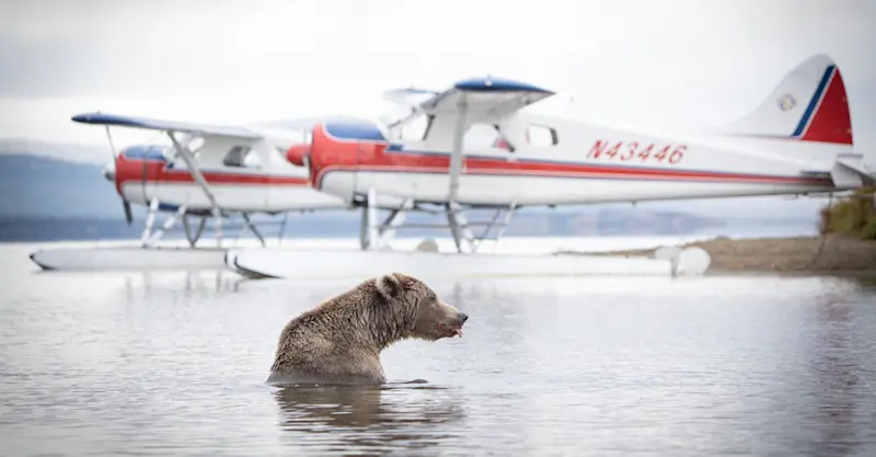 Floatplanes and brown bear, Katmai National Park & Preserve, Alaska.